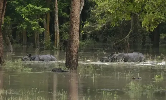 Assam Floods: Kaziranga Animal Death Toll Rises To 114